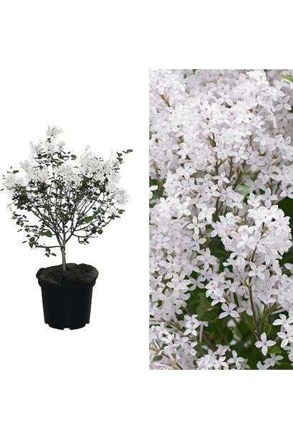 Бузок Флауерфеста Вайт опис